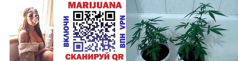 МАРИХУАНА OG Kush Клин
